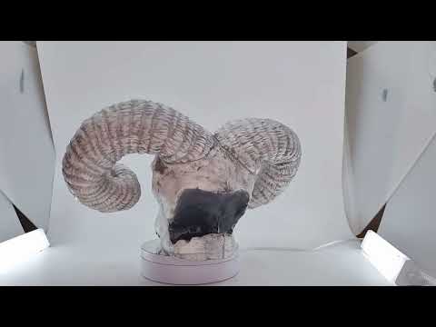 Video of Large Ram Skull Head Halloween Decoration