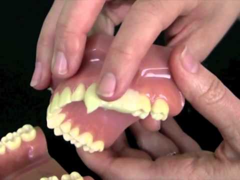 Medium Sexy Bites Deluxe Custom Fit Vampire Fangs Product Video