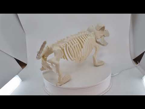 Bull Terrier Skeleton Dog Decoration Video