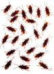 Realistic 24 Pack of Halloween Cockroaches