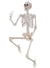 7 Foot Posable Human Skeleton Halloween Decoration - Main Image