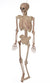 Hanging and Pose-able Life Size Skeleton Halloween Prop Main Image