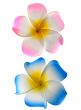 Pack of 2 Flower Frangipani Hair Clips in Pink and Blue Hawaiian Costume Accessory - Main Image